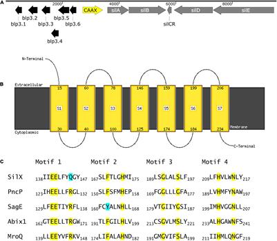 The Role of SilX in Bacteriocin Production of Streptococcus anginosus